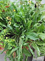 Grow asparagus from rooted crowns, available from garden centers and online. Perennial Vegetables 15 Easy To Grow Choices For The Garden