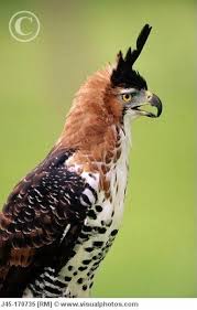 Black And White Hawk Eagle Texas Ornate Hawk Eagle Beautiful Birds Hawk Eagle Birds Of Prey