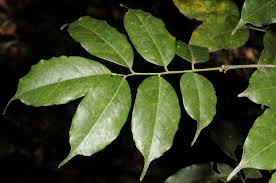 Image result for Craibia zimmermannii