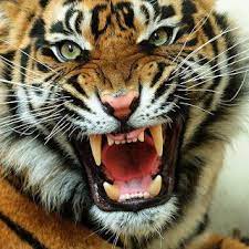 Tiger Roaring Angry Tiger Face Pictures Roaring Tiger Wallpaper Animals Beautiful Angry Tiger Animals