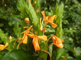 Image result for Lankesteria