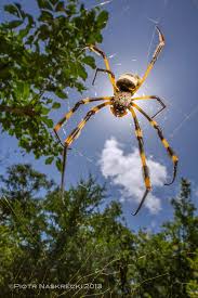 Big Black And Yellow Striped Spider Mozambique Diary The Stuff Of Dreams Mozambique Spider Beautiful Bugs