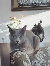 Turn it into a greenhouse. 900 Gray And Gray And White Cats Ideas In 2021 Cats White Cats Cute Cats