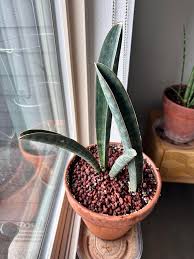Image result for Sansevieria hallii