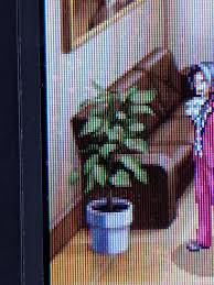 Honestly i had to make this joke now that i'm playing undertale i realized how. Just Saw This Plant And I M Kinda Freaking Out Cause She Is Really Pretty I Don T Know Should I Just Go For It Aceattorney