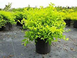 Duranta repens is a small, crawling or partially erect shrub which is native tocentral america. Selpline Duranta Golden Live Plant Amazon In Garden Outdoors