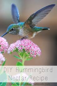 Mar 15, 2019 · flapping away at up to 90 beats per second burns up calories fast; Diy Hummingbird Nectar Recipe One Hundred Dollars A Month