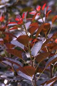 We did not find results for: Shrubs Evergreen By Size Rhs Gardening