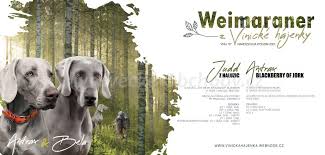 Image result for výmarský krátkosrstý ohař