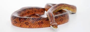 Do corn snakes bite hurt? Corn Snake Care Advice On Feeding And Temperature Rspca