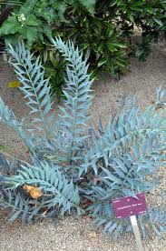 Image result for Encephalartos ferox