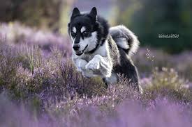 Tierbilder lustige tiere katzen hunde tierbabys. 17 Hundefoto Ideen Inspirationen Traumfotografen De