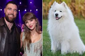 All About the Fluffy, Cat-Loving Samoyed, the Breed of Travis Kelce and Taylor Swift’s New Dog