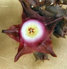 Image result for Duvalia polita