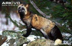 Red Fox Photo Vulpes Vulpes A24334 Arkive Animals Wild Animal Photo Red Fox