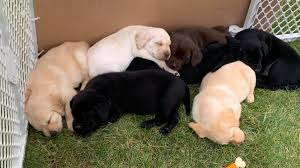 All dogs will be spayed or neutered prior to adoption. Delta Animal Shelter Begins Adoption Process For Puppy Mill Dogs Horses