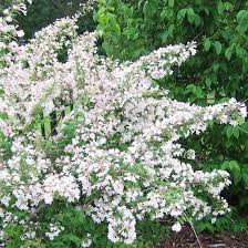 While we all want a beautiful home with attractive plants and flowers, keeping deer away. 21 Of The Prettiest Flowering Shrubs For Hedges Flowering Shrubs Shrubs Flowering Shrubs Full Sun