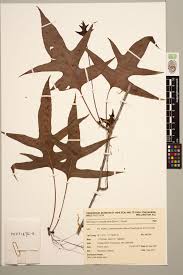 Image result for Microsorum scolopendria