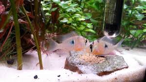 I have a 53 gallon marineland tank. Bolivian Ram Sexing Youtube