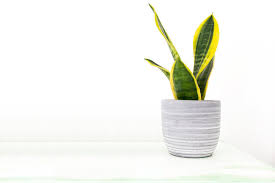 Image result for Dracaenaceae