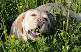 Why Is My Dog Eating Grass Our Fit Pets