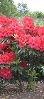 Maybe you would like to learn more about one of these? Pin On Flowering Tree
