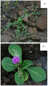 Image result for Corbichonia decumbens
