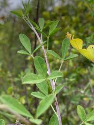 Image result for Crotalaria monteiroi