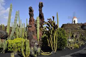 Evergreen, they form attractive rosettes of fleshy leaves and often resemble find a list of pretty shrubs that share most of the growing requirements of cacti and succulents. 10 Arid And Semi Arid Garden Plants In Spain