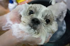 The cheapest offer starts at $ 350. Maltese Shih Tzu Mix The Ultimate Apartment Dog Perfect Dog Breeds