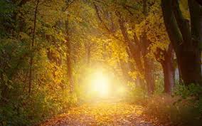 Download Wallpaper 3840x2400 Autumn Trees Arch Sunlight Path 4k Ultra Hd 16 10 Hd Background Hd Wallpaper Autumn Trees Background