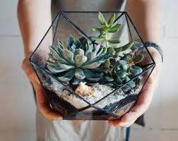 Ready To Fly The Vertex Glass Vessels Geometric Terrarium Etsy Geometric Terrarium Geometric Terrarium Wedding Glass Vessel