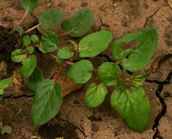 Image result for Boerhavia repens