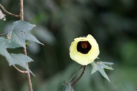 Image result for Hibiscus surattensis