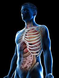 16 photos of the rib cage diagram with organs. Realistic Human Body Model Showing Male Anatomy With Internal Organs Behind Ribs Digital Illustration Stomach Black Background Stock Photo 308627056