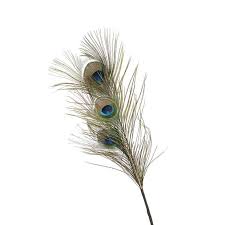 Pfauenfeder L 65cm Grun Grun Pfauenfeder Pfau Grun