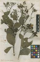 Image result for Usteria guineensis