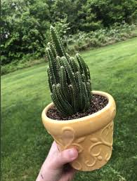 Kaktus mini echinofossulocactus ini termasuk kaktus yang pertumbuhannya lambat. 15 Jenis Kaktus Mini Yang Mudah Dirawat Cocok Buat Para Pemalas Rumah123 Com