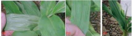 Image result for Siphonochilus kilimanensis