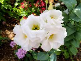 Eustoma Grandiflorum Flower Head Best Flower Wallpaper