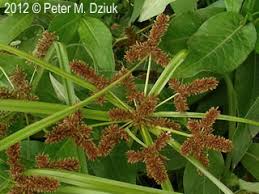 Image result for Cyperus renschii