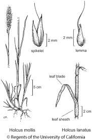 Image result for Holcus