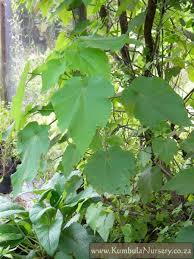 Image result for Sparrmannia africana