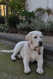 Just sit back and enjoy this ultimate naming guide. Holly Sanford Labrador Dog Lab Dogs Lab Puppies