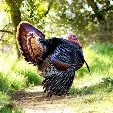Big Birds That Look Like Turkeys Turkey Wild Birds Beautiful Birds Pet Birds
