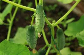 Space plants at recommended distances, 8 to 12 inches apart. Can I Grow Cucumbers In A Container Bountiful Gardener