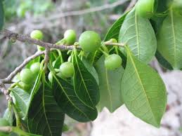 Image result for Margaritaria