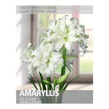 Amaryllis Ice Queen 1 Bulb Walmart Canada Amaryllis Amaryllis Bulbs Tulips Flowers