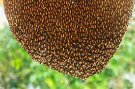 Jun 01, 2021 · orange county coronavirus cases have jumped 27% in the past week and have more than doubled in the past two weeks, according to data from the orange county health care agency. The Safest Approach To Bee Hive Removal Tips From Bee Removal Pros