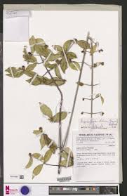 Image result for Argocoffeopsis